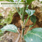 🛠️ Buy 1 Get 1 Free! ✨50pcs Silicone Grafting Sleeves for Fruit Trees